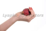 Acupuncture Ball Hand Foot Pain Muscle Active Massager Applicator Lyapko. Fixed Price $31.06.