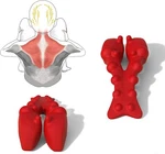 Littlemum Trapezius Trigger Point Massager, Myofasical Release Neck And Shoul.... Fixed Price $114.99.