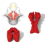 Littlemum Trapezius Massager, Neck, Shoulder & Upper Back Pain Relief Manual .... Fixed Price $124.99.